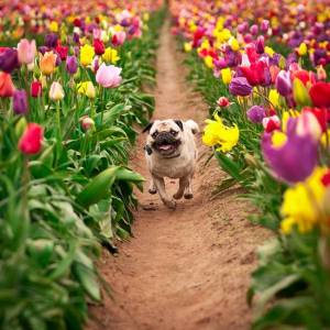 happy tulip pug