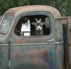 goat driving